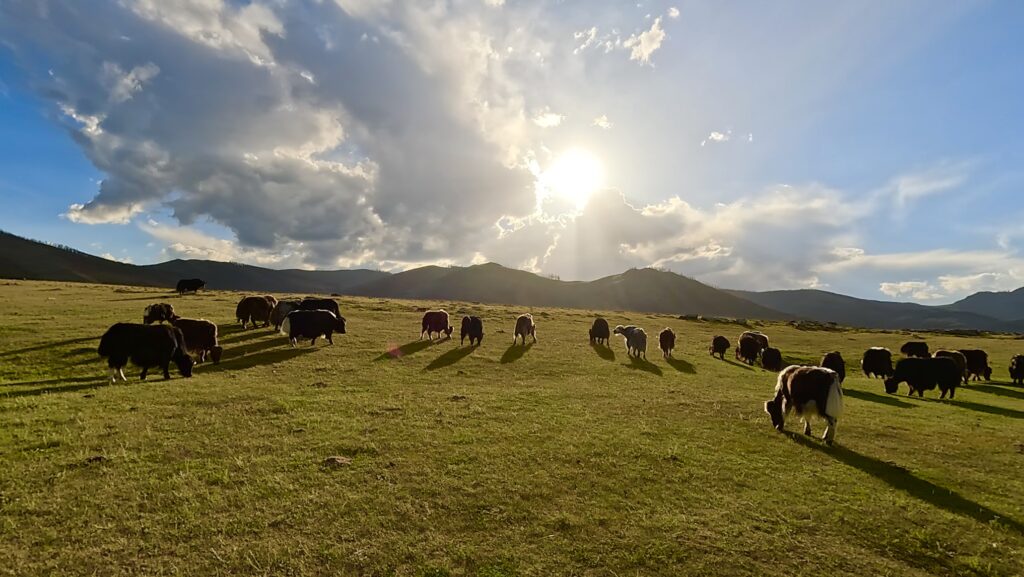 Yaks, Arkhangai, Mongolie